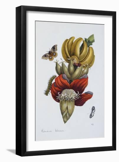 Banana Blossom Illustration from the Little Book of Wonders of the Tropics-null-Framed Giclee Print