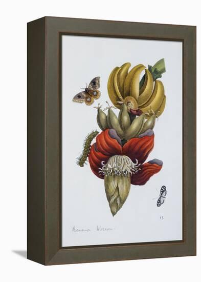 Banana Blossom Illustration from the Little Book of Wonders of the Tropics-null-Framed Premier Image Canvas