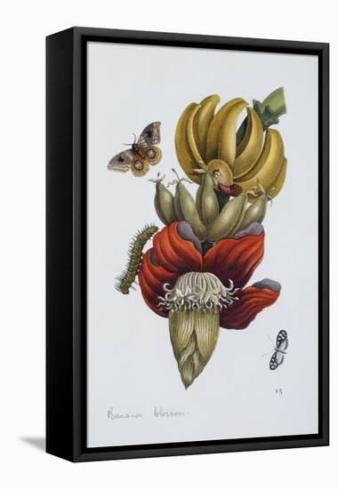 Banana Blossom Illustration from the Little Book of Wonders of the Tropics-null-Framed Premier Image Canvas