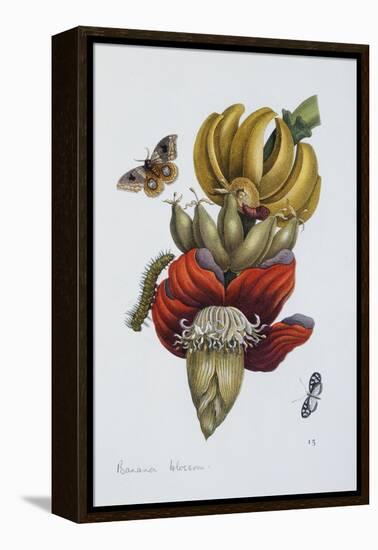 Banana Blossom Illustration from the Little Book of Wonders of the Tropics-null-Framed Premier Image Canvas