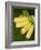 Banana Bunch (Musa Acuminata, Musa Balbisiana), Phuket, Thailand-Nico Tondini-Framed Photographic Print