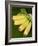 Banana Bunch (Musa Acuminata, Musa Balbisiana), Phuket, Thailand-Nico Tondini-Framed Photographic Print