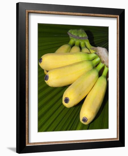 Banana Bunch (Musa Acuminata, Musa Balbisiana), Phuket, Thailand-Nico Tondini-Framed Photographic Print