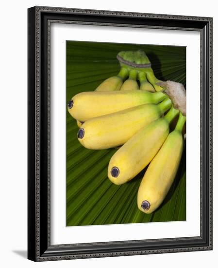 Banana Bunch (Musa Acuminata, Musa Balbisiana), Phuket, Thailand-Nico Tondini-Framed Photographic Print