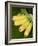 Banana Bunch (Musa Acuminata, Musa Balbisiana), Phuket, Thailand-Nico Tondini-Framed Photographic Print