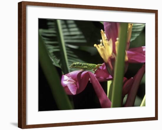 Banana Flower and Lizard, Jardin de Balata, FWI-Walter Bibikow-Framed Photographic Print