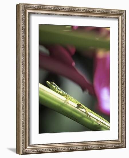 Banana Flower and Lizard, Jardin de Balata, FWI-Walter Bibikow-Framed Photographic Print