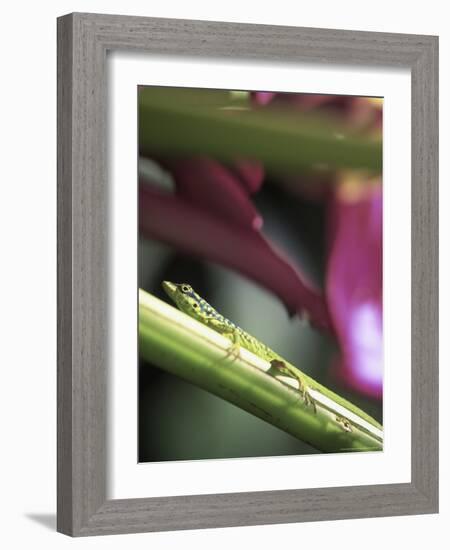 Banana Flower and Lizard, Jardin de Balata, FWI-Walter Bibikow-Framed Photographic Print