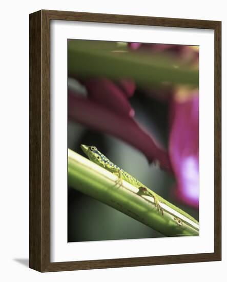 Banana Flower and Lizard, Jardin de Balata, FWI-Walter Bibikow-Framed Photographic Print