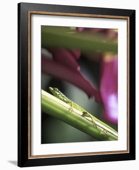 Banana Flower and Lizard, Jardin de Balata, FWI-Walter Bibikow-Framed Photographic Print