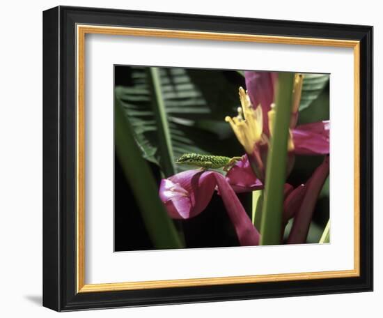 Banana Flower and Lizard, Jardin de Balata, FWI-Walter Bibikow-Framed Photographic Print