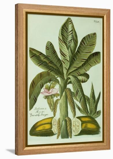 Banana, from J. Weinmann's Phytanthoza Iconographia, 1734-45-Georg Dionysius Ehret-Framed Premier Image Canvas