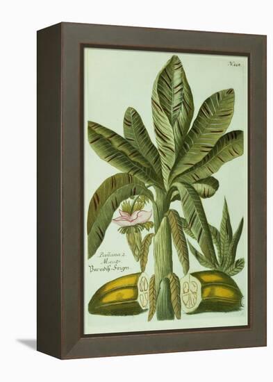 Banana, from J. Weinmann's Phytanthoza Iconographia, 1734-45-Georg Dionysius Ehret-Framed Premier Image Canvas