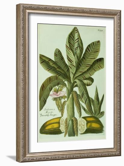 Banana, from J. Weinmann's Phytanthoza Iconographia, 1734-45-Georg Dionysius Ehret-Framed Giclee Print