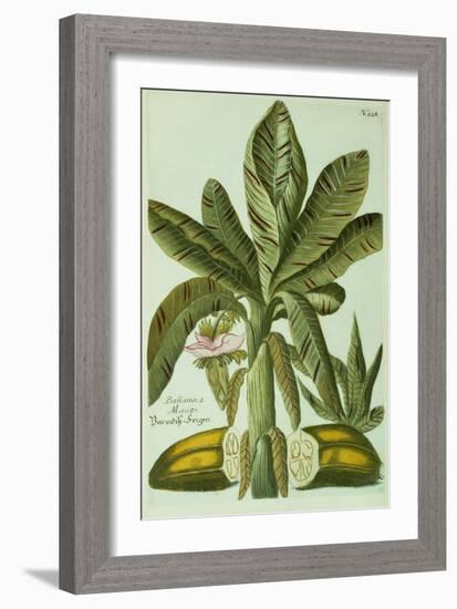 Banana, from J. Weinmann's Phytanthoza Iconographia, 1734-45-Georg Dionysius Ehret-Framed Giclee Print