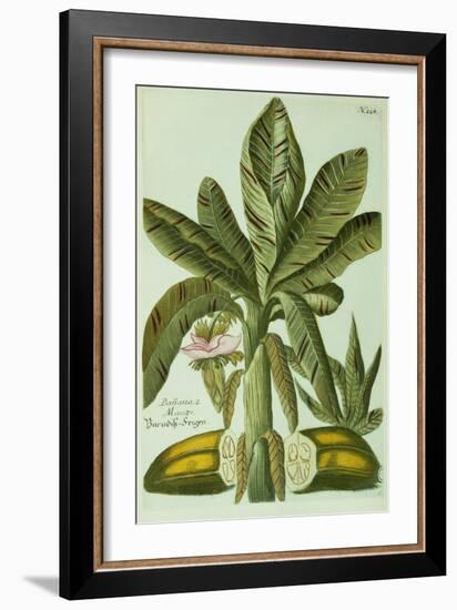 Banana, from J. Weinmann's Phytanthoza Iconographia, 1734-45-Georg Dionysius Ehret-Framed Giclee Print