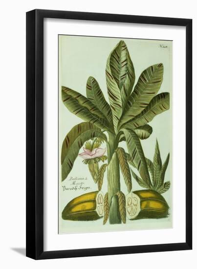 Banana, from J. Weinmann's Phytanthoza Iconographia, 1734-45-Georg Dionysius Ehret-Framed Giclee Print