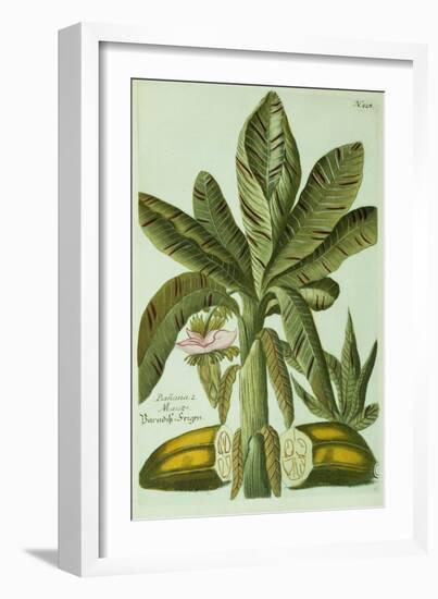 Banana, from J. Weinmann's Phytanthoza Iconographia, 1734-45-Georg Dionysius Ehret-Framed Giclee Print