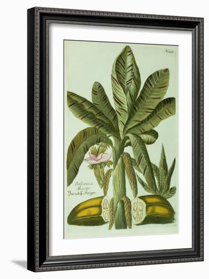 Banana, from J. Weinmann's Phytanthoza Iconographia, 1734-45-Georg Dionysius Ehret-Framed Giclee Print