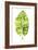 Banana Leaf Study I-Grace Popp-Framed Art Print