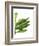 Banana Leaves 1, Green on White-Fab Funky-Framed Art Print