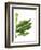 Banana Leaves 1, Green on White-Fab Funky-Framed Art Print