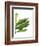 Banana Leaves 1, Green on White-Fab Funky-Framed Art Print