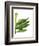 Banana Leaves 1, Green on White-Fab Funky-Framed Art Print