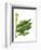 Banana Leaves 1, Green on White-Fab Funky-Framed Art Print