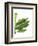 Banana Leaves 1, Green on White-Fab Funky-Framed Art Print