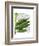 Banana Leaves 1, Green on White-Fab Funky-Framed Art Print