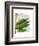 Banana Leaves 1, Green on White-Fab Funky-Framed Art Print