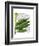 Banana Leaves 1, Green on White-Fab Funky-Framed Art Print