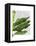 Banana Leaves 1, Green on White-Fab Funky-Framed Stretched Canvas
