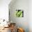 Banana leaves-Julija Belickienė-Giclee Print displayed on a wall