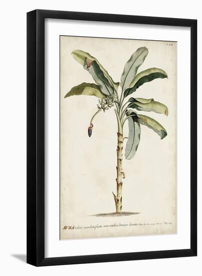 Banana Palm II-0 Unknown-Framed Art Print