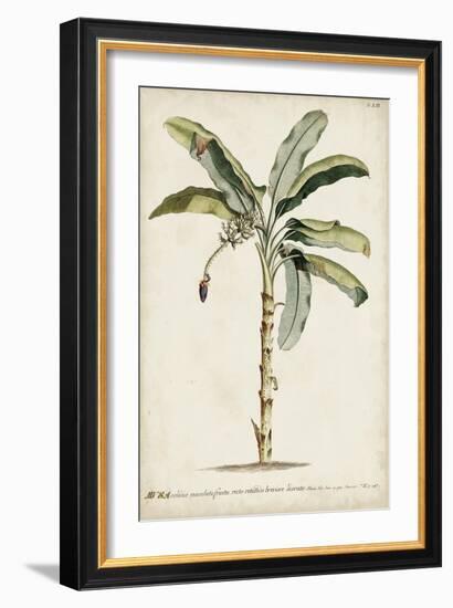 Banana Palm II-0 Unknown-Framed Art Print