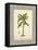 Banana Palm Illustration-Arnie Fisk-Framed Stretched Canvas