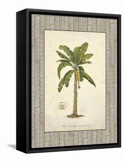 Banana Palm Illustration-Arnie Fisk-Framed Stretched Canvas