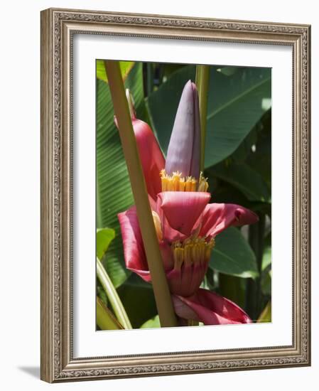 Banana Plant Flowers, Costa Rica, Central America-R H Productions-Framed Photographic Print