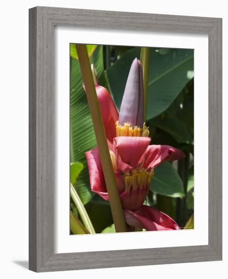 Banana Plant Flowers, Costa Rica, Central America-R H Productions-Framed Photographic Print