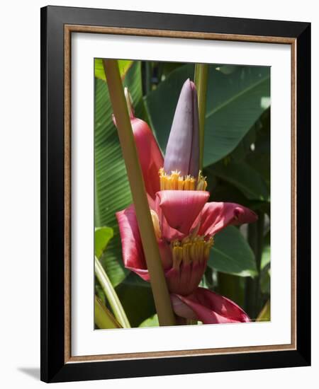 Banana Plant Flowers, Costa Rica, Central America-R H Productions-Framed Photographic Print