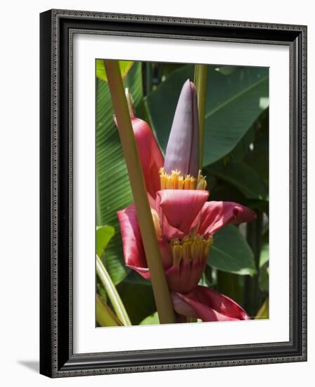 Banana Plant Flowers, Costa Rica, Central America-R H Productions-Framed Photographic Print