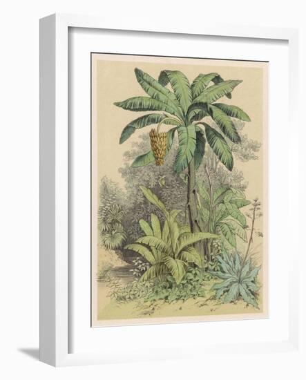 Banana Plant in the Tropics-null-Framed Art Print