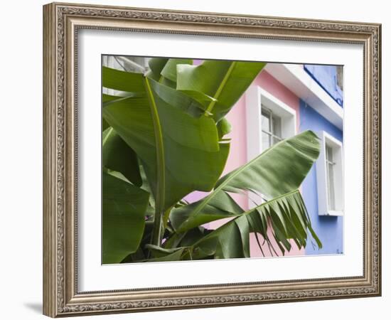 Banana plant, Mahebourg, Mauritius-Walter Bibikow-Framed Photographic Print