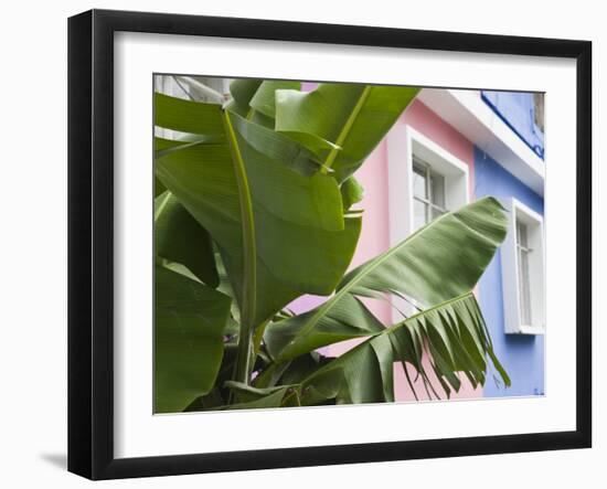 Banana plant, Mahebourg, Mauritius-Walter Bibikow-Framed Photographic Print