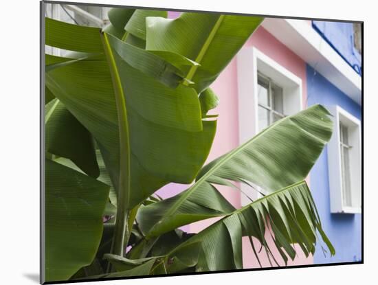 Banana plant, Mahebourg, Mauritius-Walter Bibikow-Mounted Photographic Print