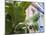 Banana plant, Mahebourg, Mauritius-Walter Bibikow-Mounted Photographic Print