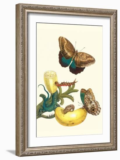 Banana Plant with Teucer Giant Owl Butterfly and a Rainbow Whiptail Lizard-Maria Sibylla Merian-Framed Art Print