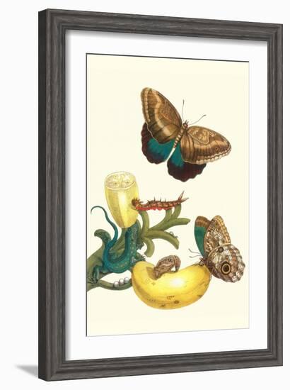 Banana Plant with Teucer Giant Owl Butterfly and a Rainbow Whiptail Lizard-Maria Sibylla Merian-Framed Art Print